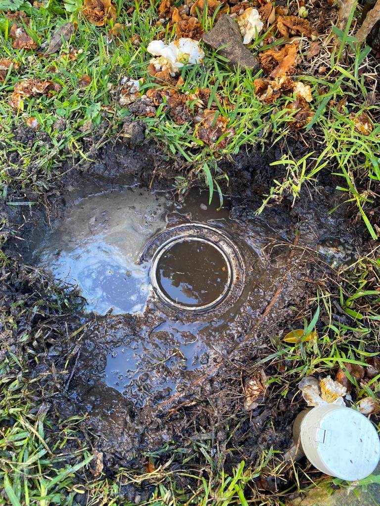 How our plumbers found tree roots blocking an overflowing sewer in Clovelly photo Sydney-plumber-inspecting-the-sewer-plumbing-that-was-overflowing-into-the-street